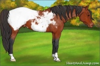 Horse Color:Bay Appaloosa