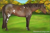 Horse Color:White Spotted Liver Chestnut 
