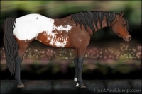 Horse Color:Bay Snowcap 