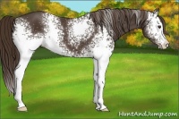 Horse Color:White Spotted Liver Chestnut 