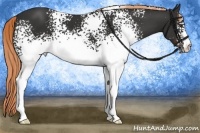 Horse Color:White Spotted Liver Chestnut 