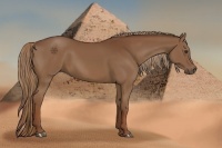 Horse Color:Chestnut Rabicano 