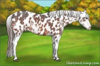 Horse Color:White Spotted Bay Ice Appaloosa 