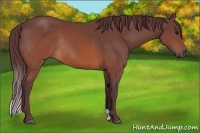 Horse Color:Chocolate Brown Rabicano 