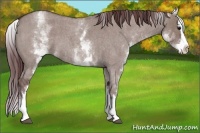 Horse Color:White Spotted Chocolate Grullo Roan Splash