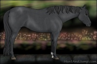 Horse Color:Blue Roan 