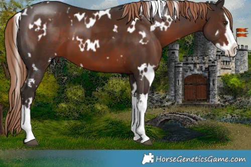 Horse Color:White Spotted Liver Chestnut Splash 