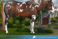 Horse Color:White Spotted Liver Chestnut Splash 