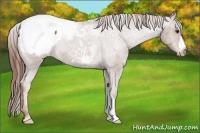 Horse Color:Red Roan Snowcap Rabicano 