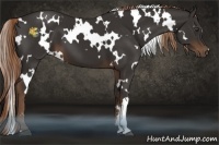 Horse Color:White Spotted Liver Chestnut 
