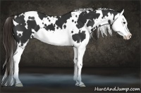 Horse Color:White Spotted Liver Chestnut Splash 