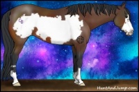 Horse Color:Bay Frame