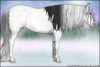 Horse Color:Brown Sabino 