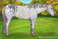 Horse Color:Nacre Brown Varnish Rabicano  Brindle