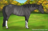Horse Color:Black Rabicano
