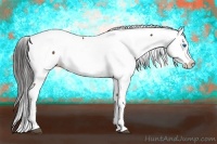 Horse Color:Liver Chestnut Splash Appaloosa 