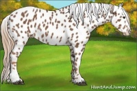 Horse Color:Chestnut Sabino Appaloosa 