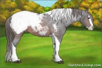 Horse Color:Brown Splash Tobiano Snowcap Rabicano 