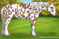Horse Color:Chestnut Sabino Varnish 