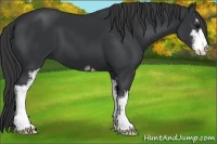 Horse Color:Black Sabino 