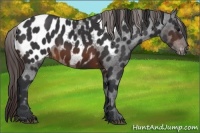 Horse Color:Brown Sabino Appaloosa 
