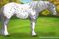 Horse Color:Black Splash Tobiano Appaloosa 