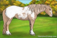Horse Color:Chestnut Sabino Appaloosa 