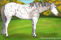 Horse Color:White Spotted Bay Ice Splash Appaloosa Rabicano 