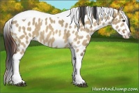Horse Color:Bay Dun Sabino Splash Tobiano Appaloosa 
