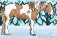 Horse Color:Chestnut Ice Splash Tobiano 