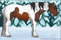 Horse Color:Bay Tobiano 