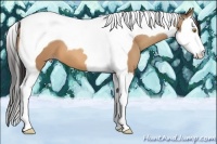 Horse Color:Amber Champagne Splash Tobiano