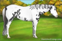 Horse Color:Black Splash Tobiano Appaloosa Rabicano 