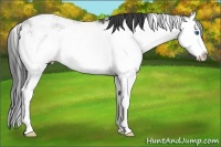 Horse Color:Grullo Sabino Splash Rabicano 