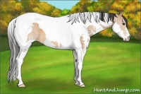 Horse Color:Bay Splash Tobiano