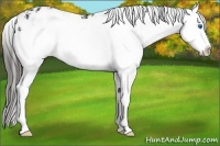 Horse Color:Black Sabino Splash Appaloosa 