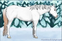 Horse Color:Bay Ice Splash Tobiano Appaloosa 