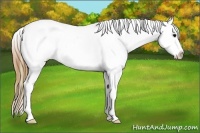 Horse Color:Plaid Grullo Sabino Splash Appaloosa
