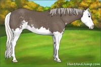 Horse Color:Silver Black Sabino Splash