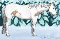 Horse Color:Buckskin Ice Sabino Splash Tobiano 