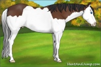 Horse Color:Bay Splash 