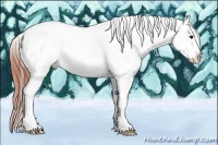 Horse Color:Bay Sabino Splash Tobiano Appaloosa
