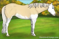 Horse Color:Palomino Sabino Splash