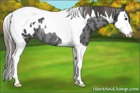 Horse Color:Smoky Black Splash Tobiano Appaloosa Rabicano 