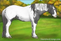 Horse Color:Smoky Black Splash Tobiano Appaloosa Rabicano 
