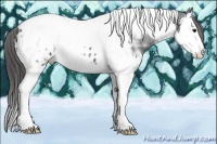 Horse Color:Black Ice Splash Tobiano Appaloosa 