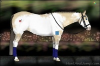 Horse Color:Amber Cream Champagne Splash Frame 