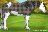Horse Color:Plaid Black Splash Appaloosa