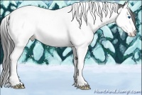 Horse Color:Black Splash Tobiano Appaloosa 