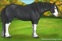 Horse Color:Black Splash